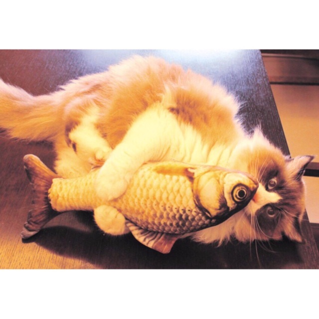 Đồ chơi cá 3D nhồi Catnip cho mèo