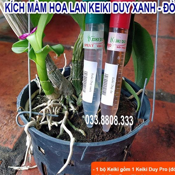 BỘ KEIKY XANH VÀ KEIKY ĐỎ DÙNG KÍCH MẦM HOA - CHUYÊN TRỒNG LAN