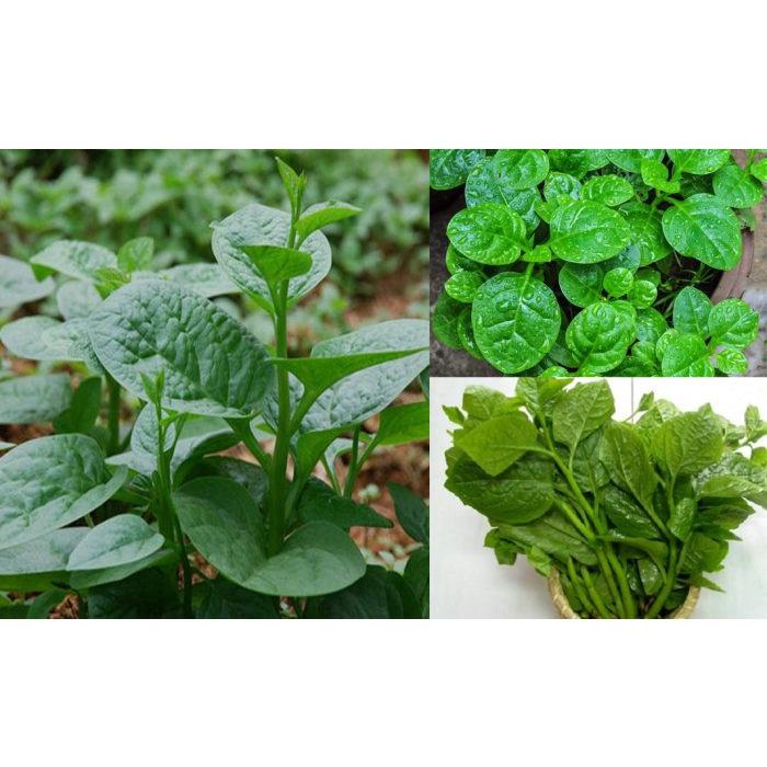 500 Hạt Giống Rau Mồng Tơi - gói 50gr