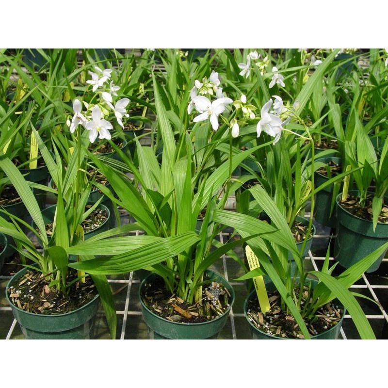 CHẬU GIỐNG HOA ĐỊA LAN CHU ĐỈNH TRẮNG