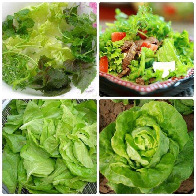 Hạt giống Cải Xà Lách, Xà Lách Búp Vàng )