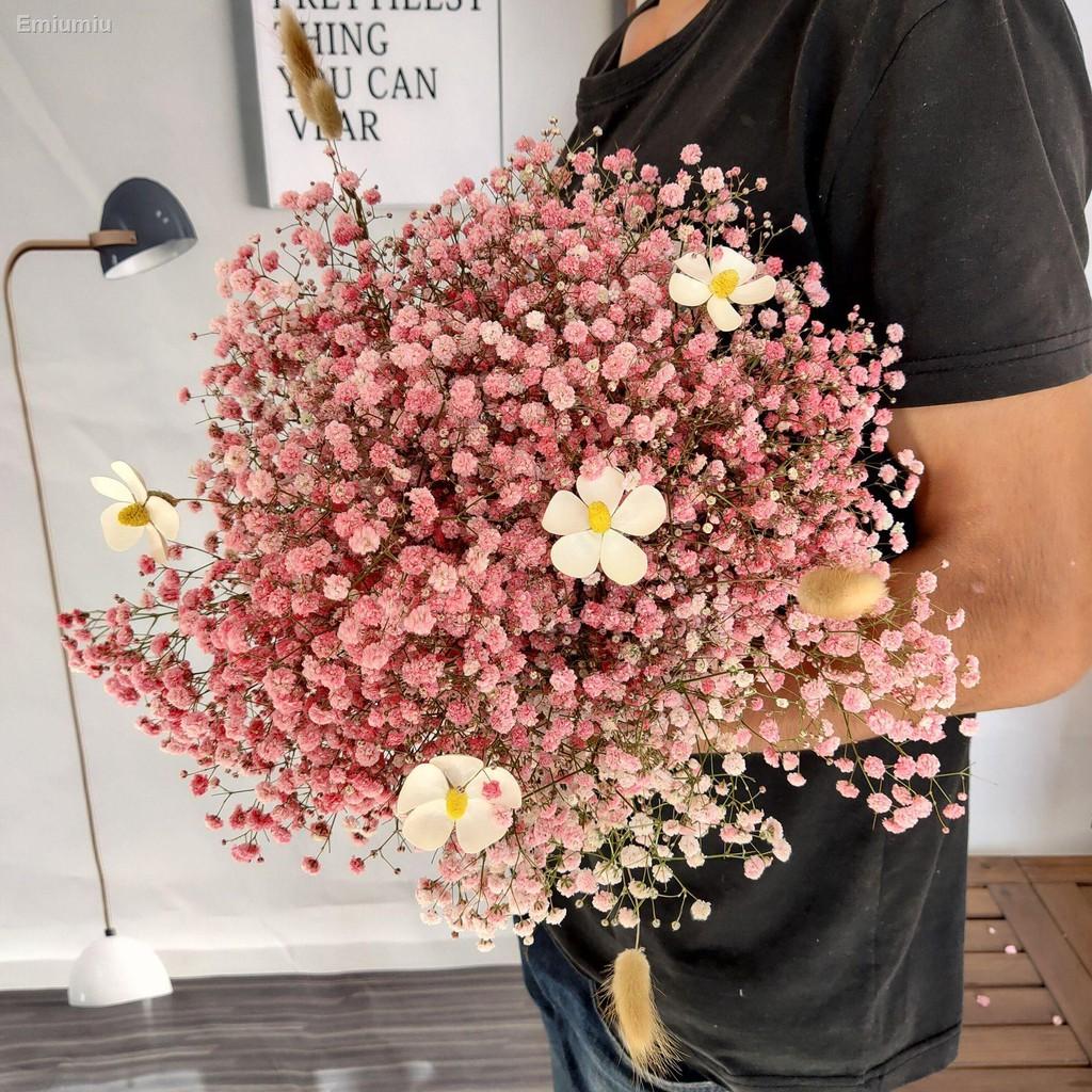 ▼○bó hoa khô Gypsophila forget-me-not trang trí phòng khách trang trí phòng khách