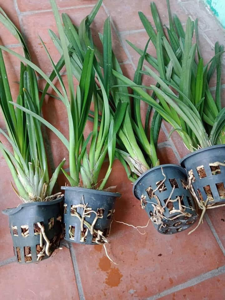 Hoa lan kiếm, hoa lan kiếm đỏ thái lan sản phẩm mới