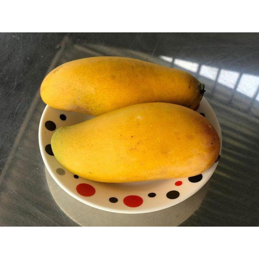 CÂY GIỐNG XOÀI TÀI LỘC