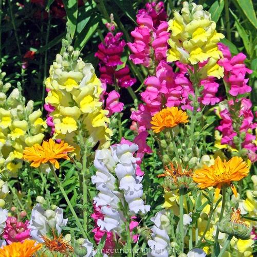 Hạt Giống Hoa Mõm Sói Nhiều Màu CT449 -Gói 50 hạt