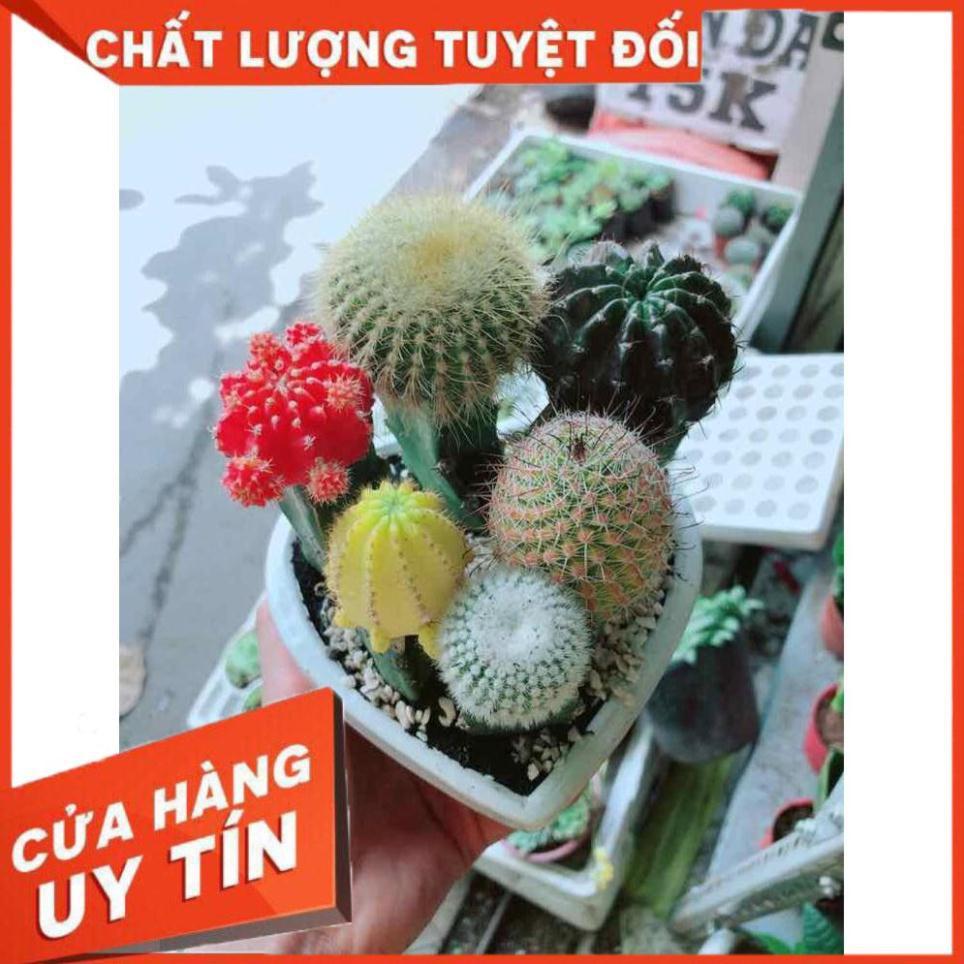 Chậu xương rồng tiểu cảnh Nhiều Người Mua