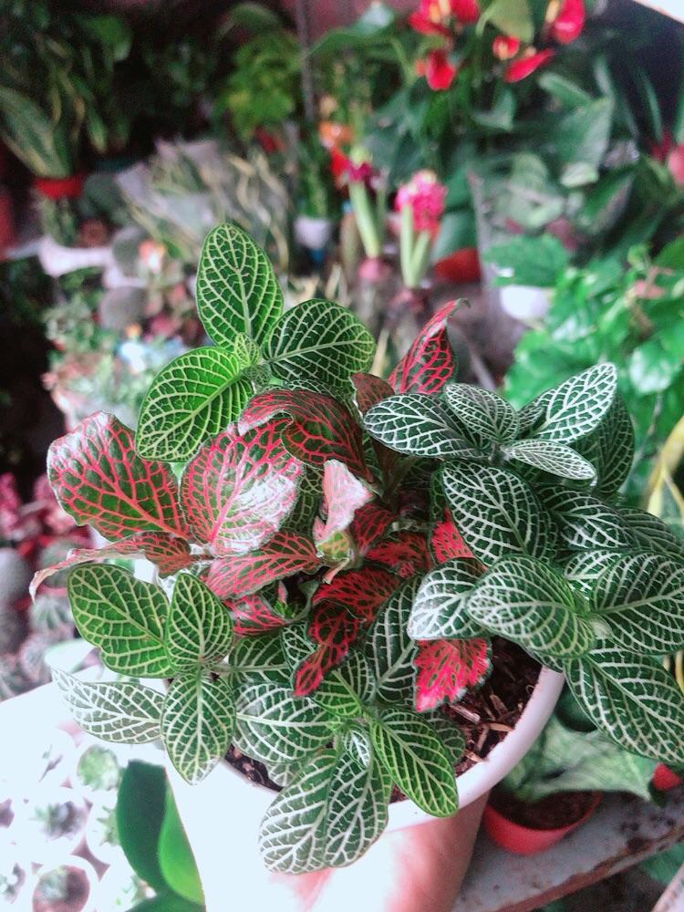 Chậu Cây Cẩm Nhung