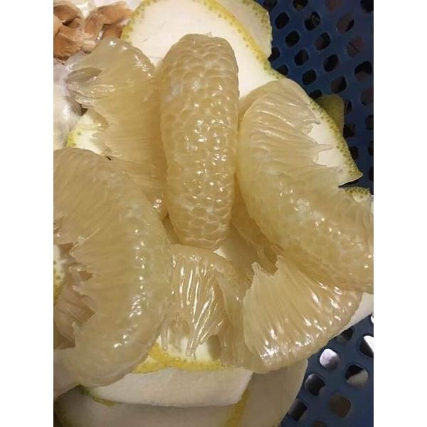 Cây giống bưởi diễn. bưởi da xanh.bưởi cát quế