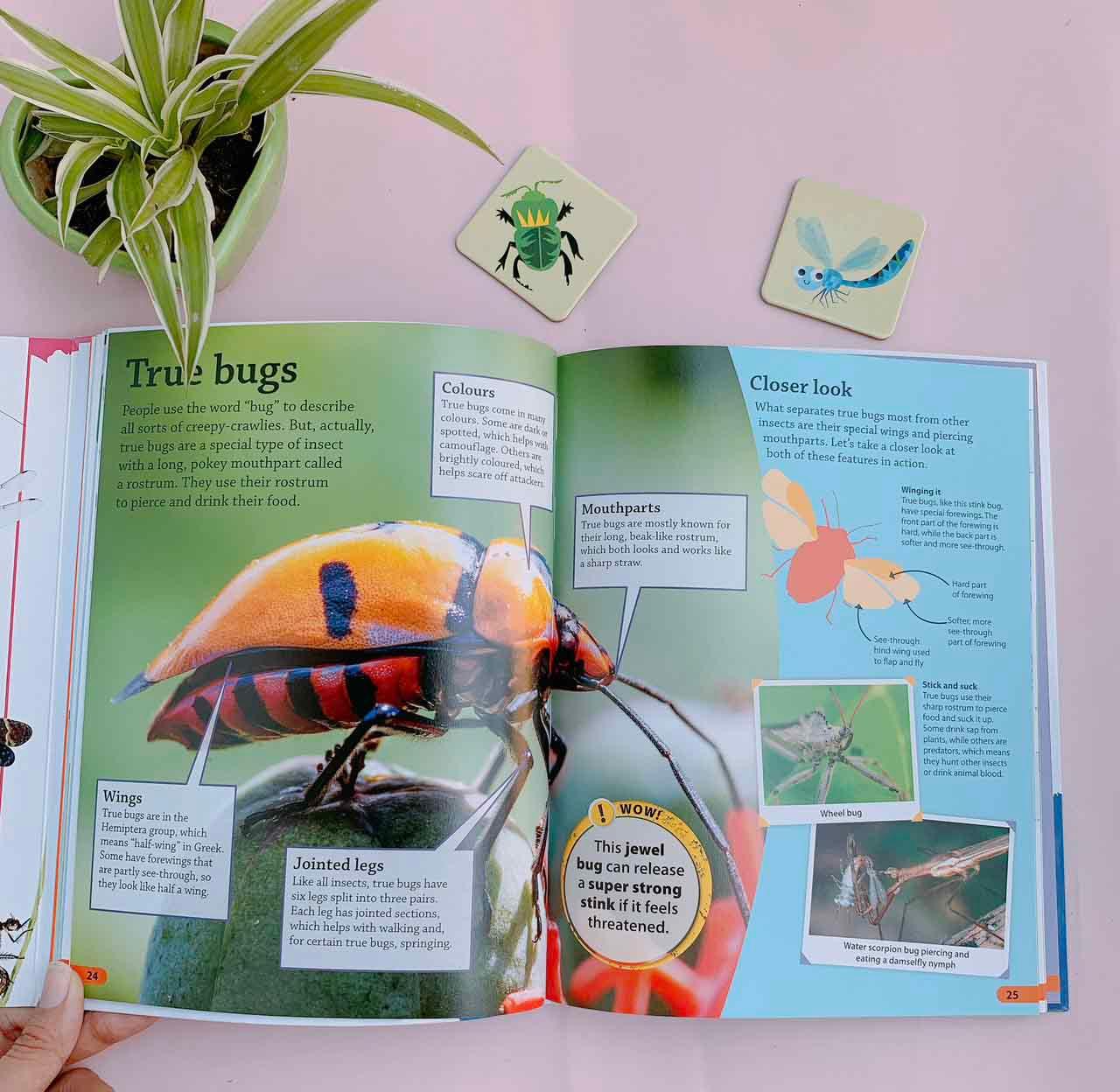 DKfindout! Bugs