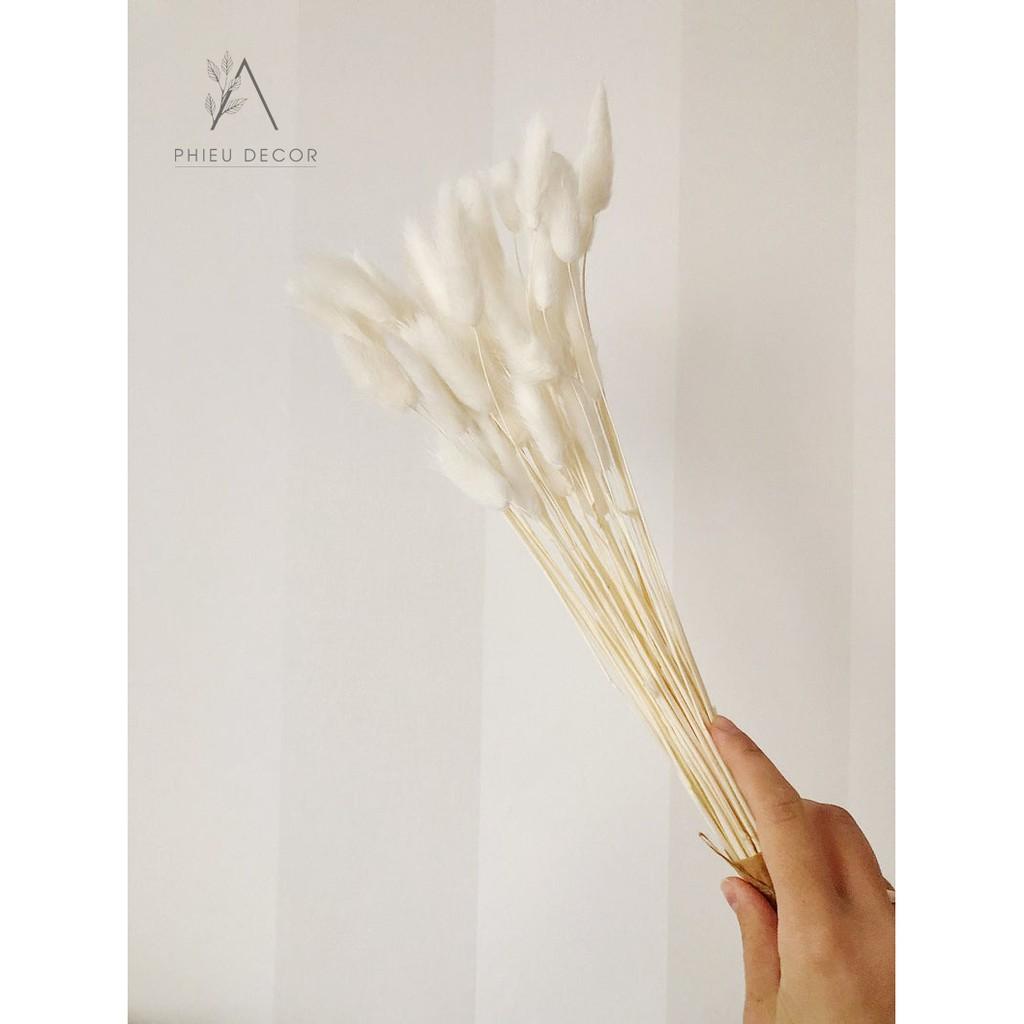 5 BÔNG Cỏ Đuôi Thỏ Lagurus Bunny Tails - Decor, Chụp Ảnh