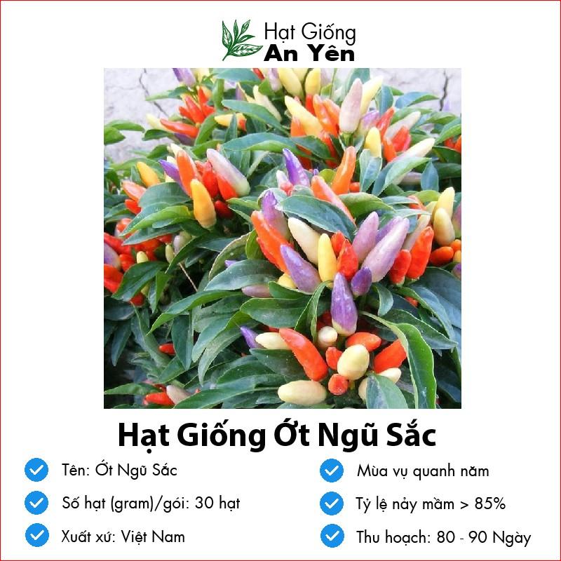 Hạt giống Ớt Ngũ Sắc thu hoạch sớm, dễ trồng, nảy mầm cao, sinh trưởng khoẻ