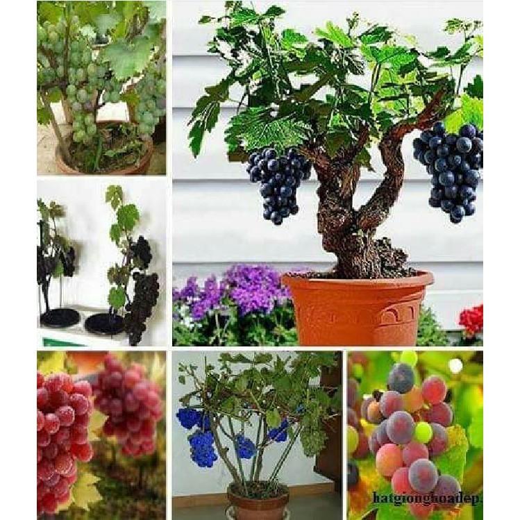 Hạt giống nho lùn pháp 10 hạt/gói