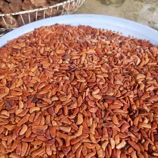 500 gram hạt giống giáng hương