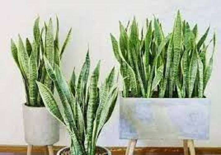 CÂY LƯỠI HỔ SIÊU LÙN SIÊU ĐẸP HÀNG THÁI,CÂY PHONG THỦY ĐỂ BÀN VƯỢNG KHÍ CHO GIA CHỦ
