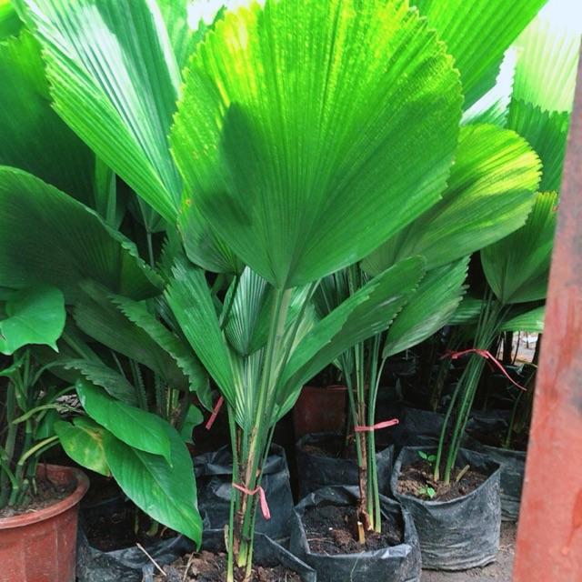 Cây Cọ Nhật