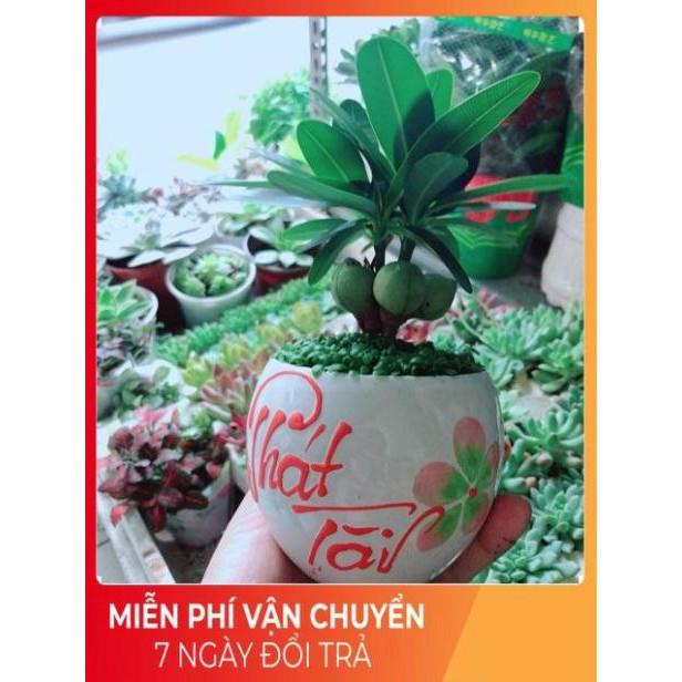 Chậu Cây May Mắn Phát Tài