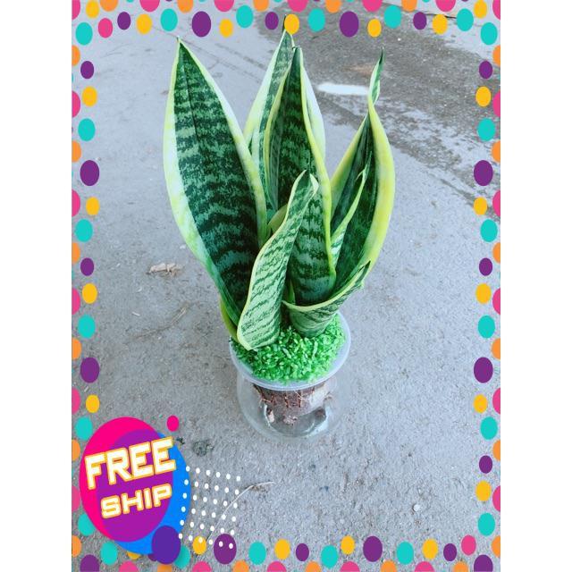 Chậu Lưỡi Hổ Thuỷ Sinh