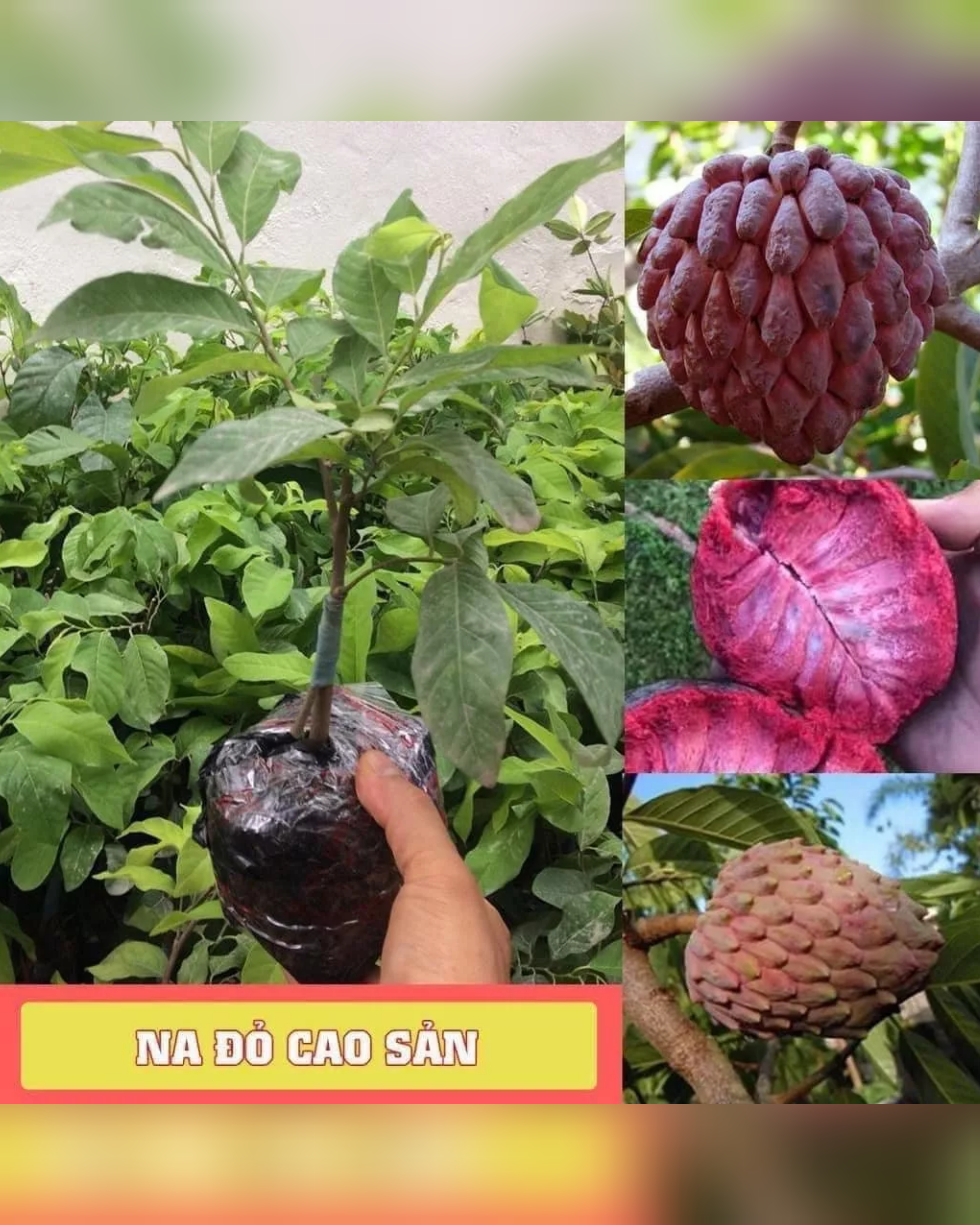 Cây giống na đỏ cao sản cây cao 40cm đến 50cm