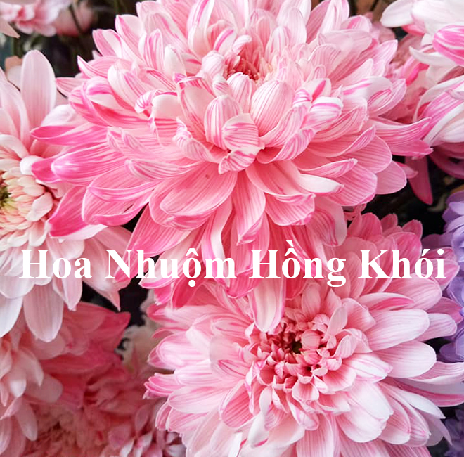 Dung Dịch Nhuộm Hoa Cắt Cành Đổi Màu theo Công Nghệ Israel giúp hoa nhuộm đổi màu theo ý muốn – The Color Sodium for Fresh Flowers
