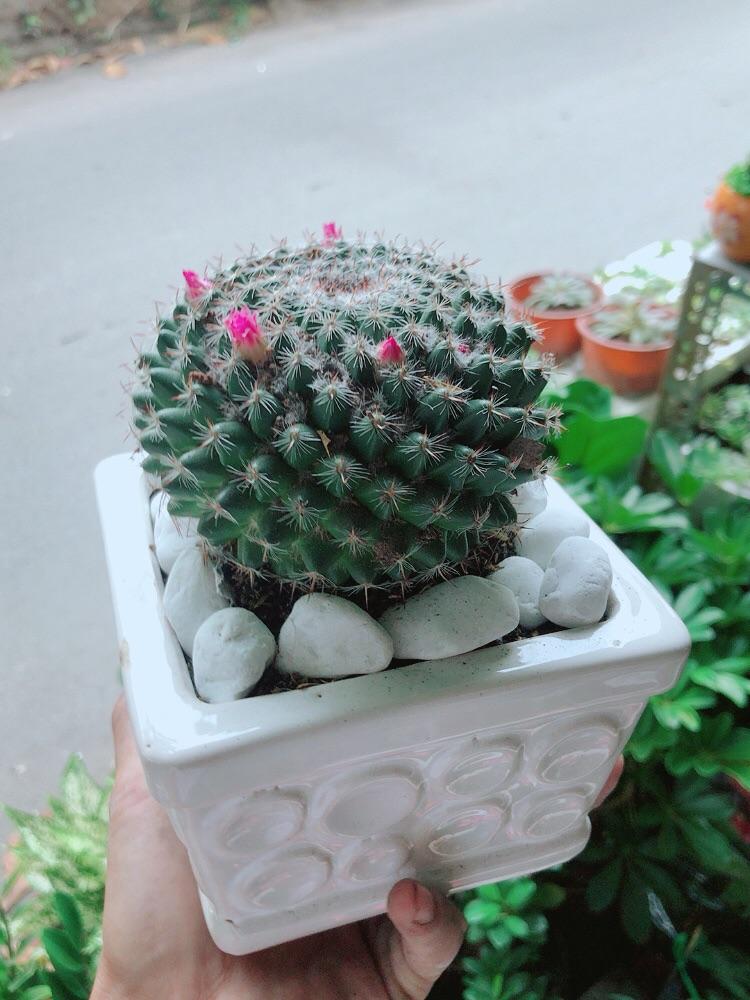 Chậu Cây Xương Rồng Nở Hoa