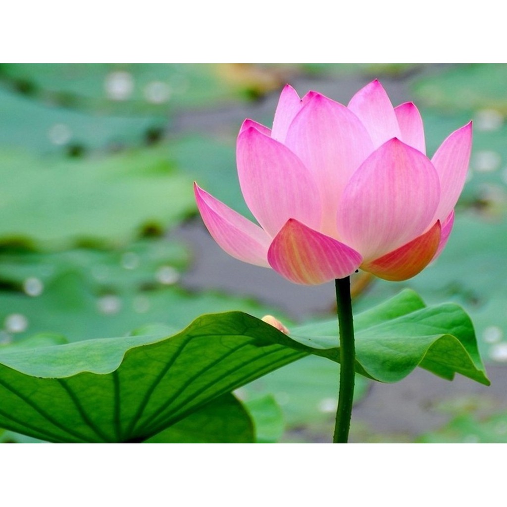 GÓI 5 HẠT GIỐNG SEN TA