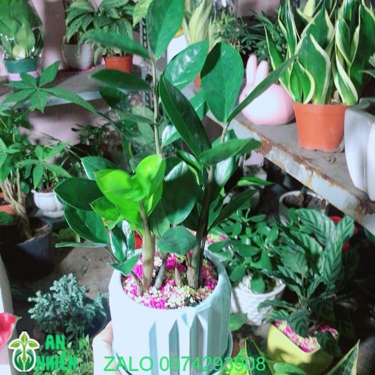 Chậu Cây Kim Tiền Thái