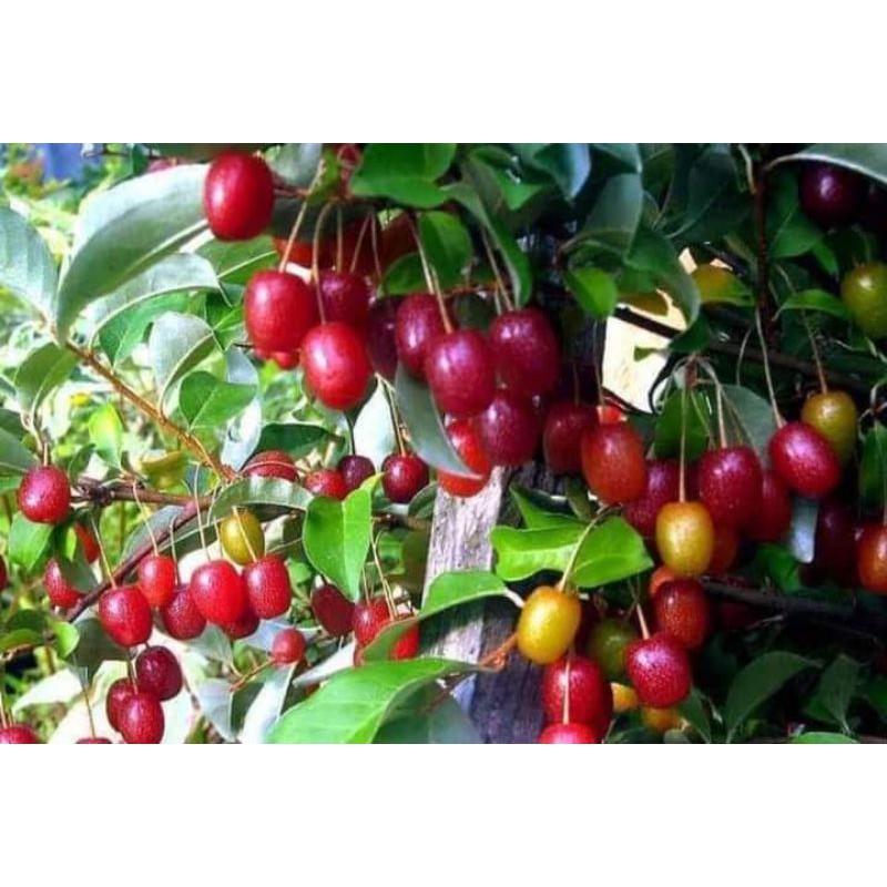 Cây giống nhót siêu ngọt mỹ ,