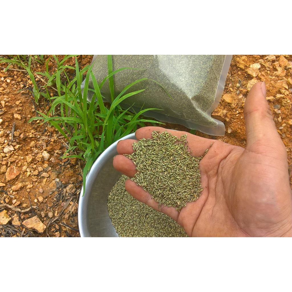 HẠT GIỐNG CỎ XẢ LÁ LỚN MOBASA GHINE GÓI 1KG , CỎ CHĂN NUÔI , LÀM THỨC ĂN CHO TRÂU , BÒ , DÊ , CÁ ,THỎ..
