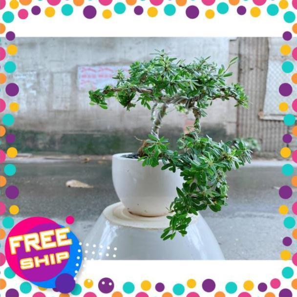 Chậu Cây Linh Sam