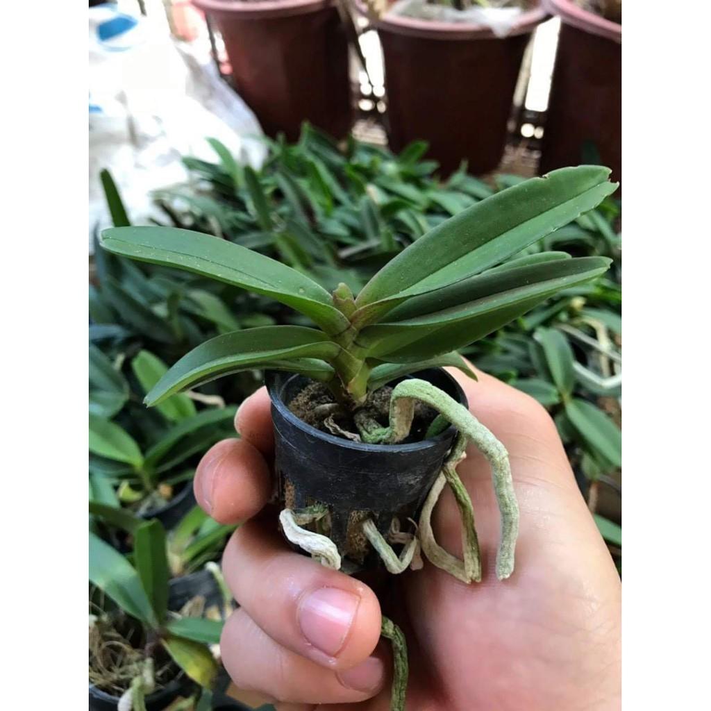 Combo 3 cốc ngọc điểm trắng tuyền
