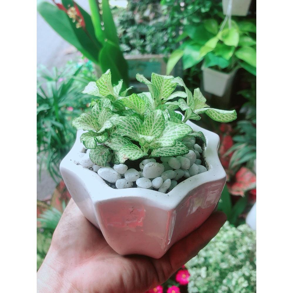 Chậu Cây Cẩm Nhung Xanh
