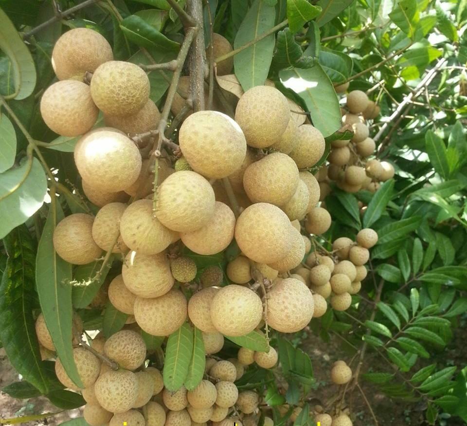 Cây NHÃN HƯƠNG CHI