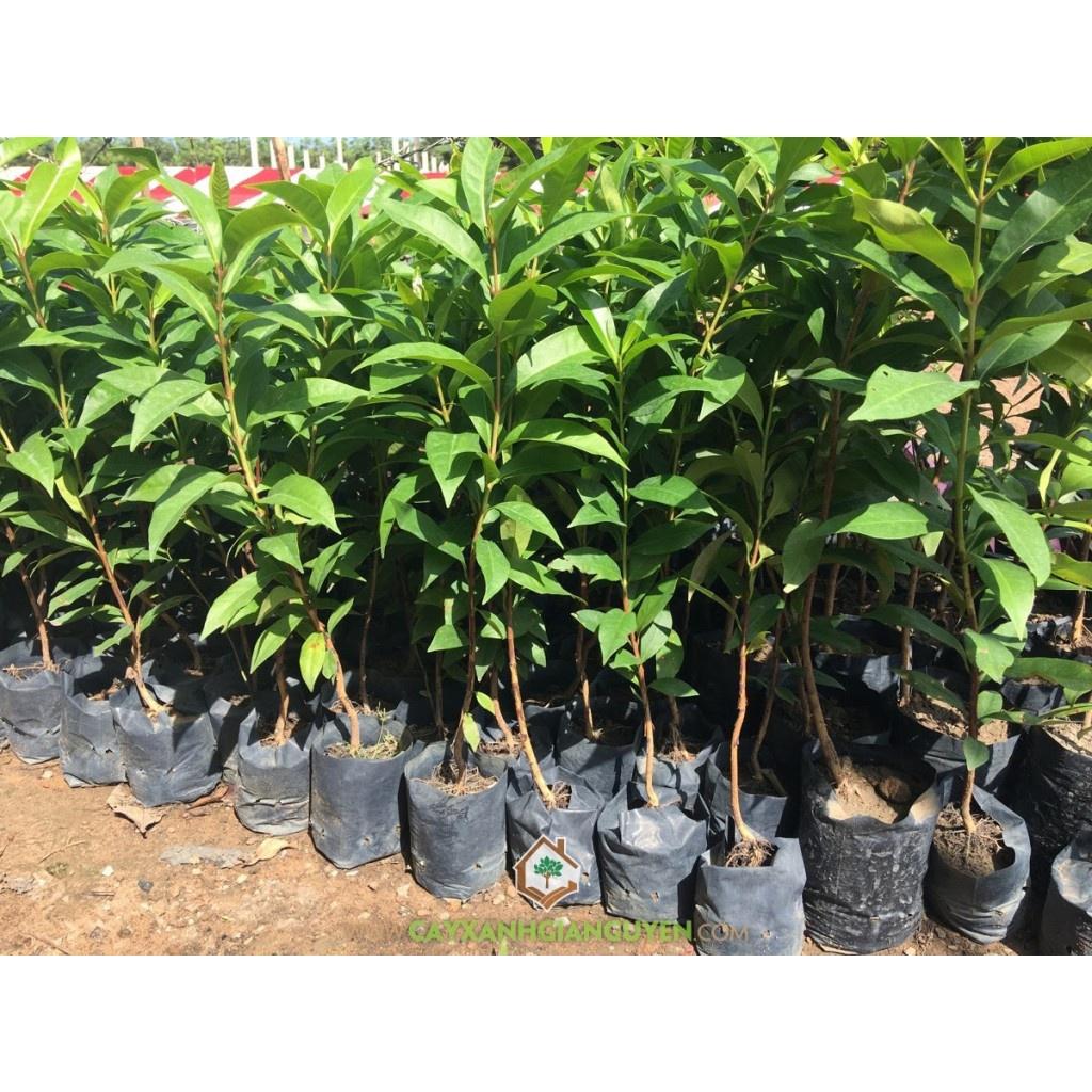 Cây giống chè vối nếp