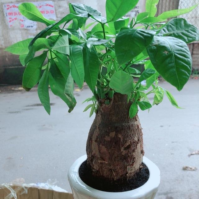 Chậu Kim Ngân 1 Thân Lớn
