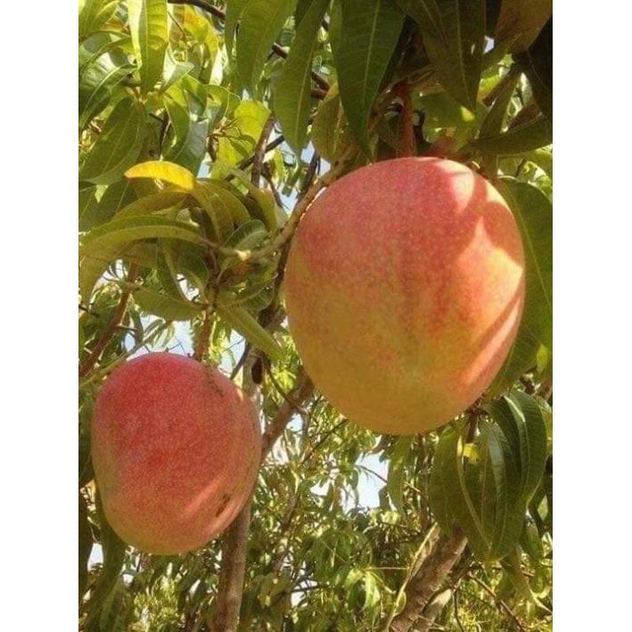 Giống cây xoài úc