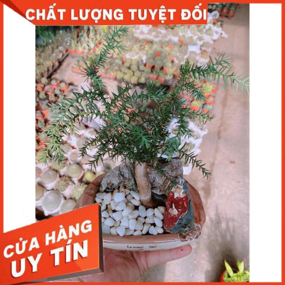 Chậu tùng bồng lai bonsai Nhiều Người Mua