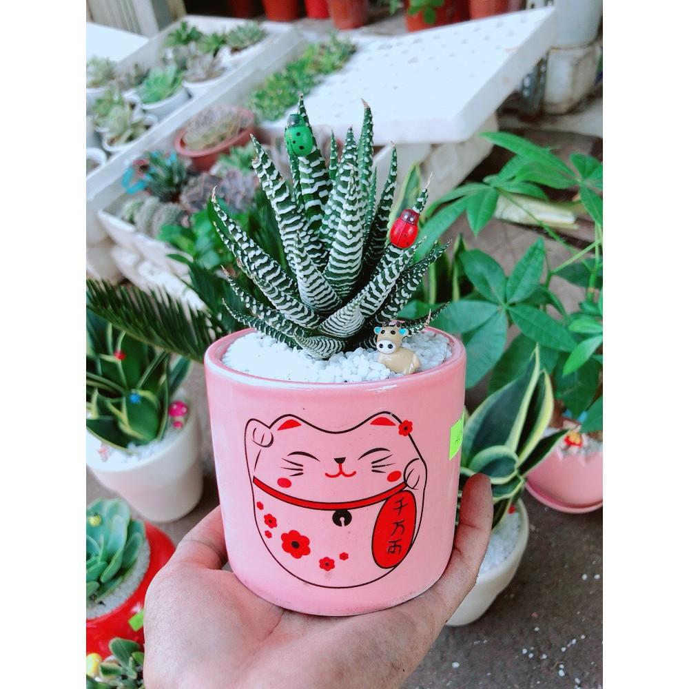 Chậu móng rồng tiểu cảnh