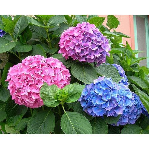 Hạt giống hoa cẩm tú cầu - túi 10 hạt