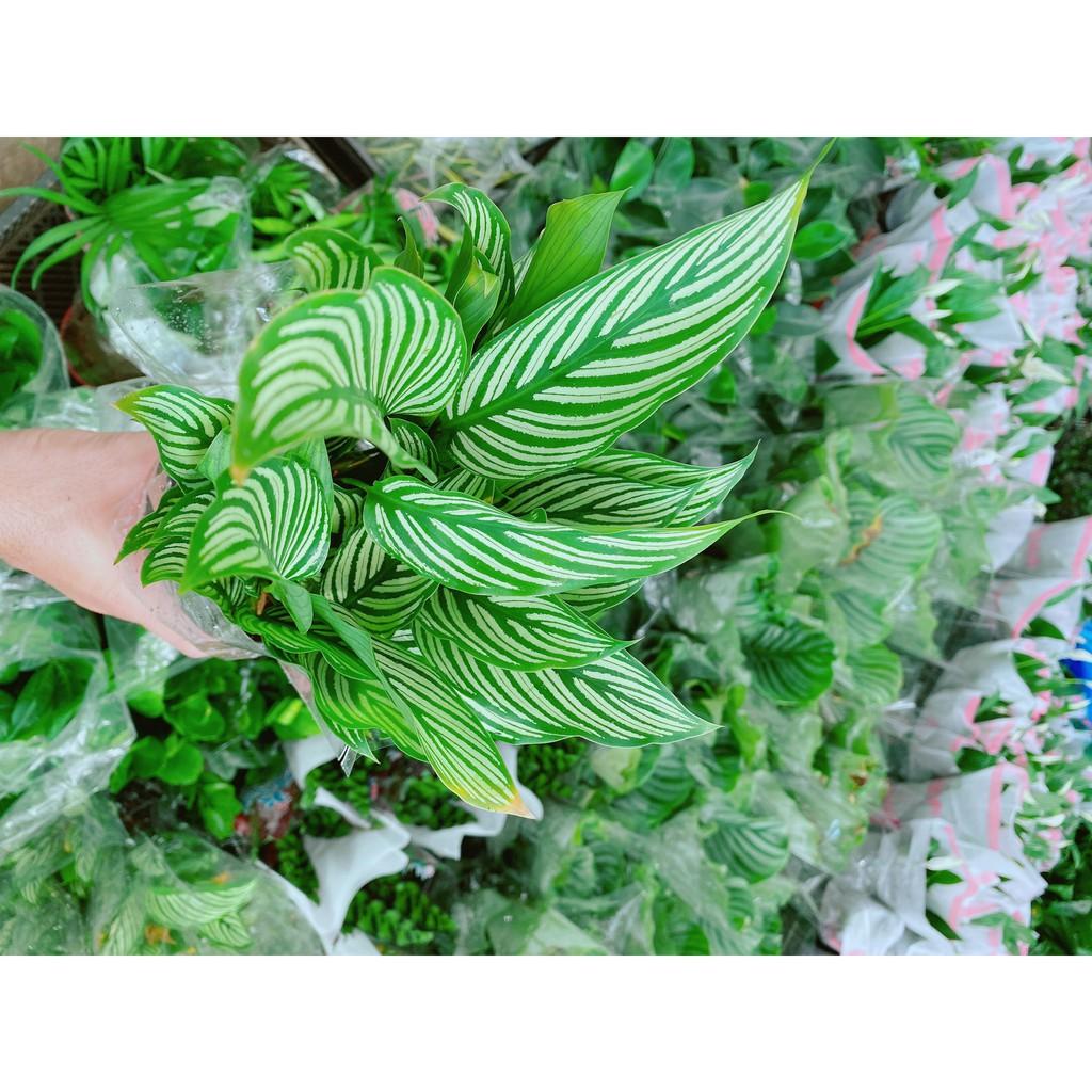 Đuôi Công Xanh Sọc Trắng Lá Nhỏ