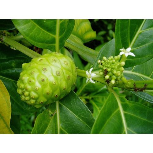 Cây nhàu giống - cây giống cao to đẹp