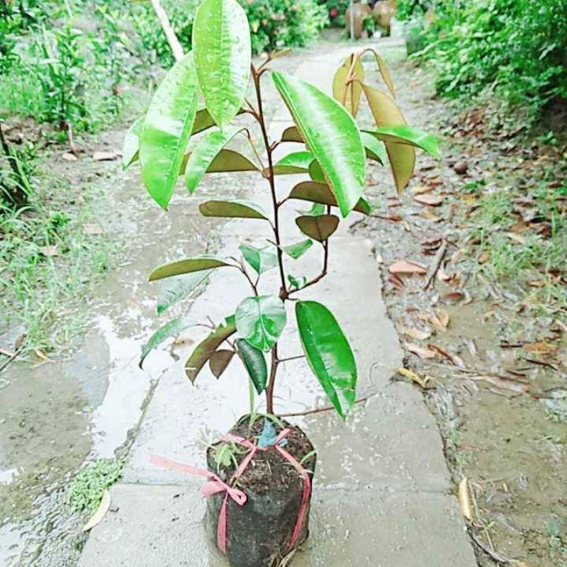 CÂY GIỐNG VÚ SỮA LÒ RÈN