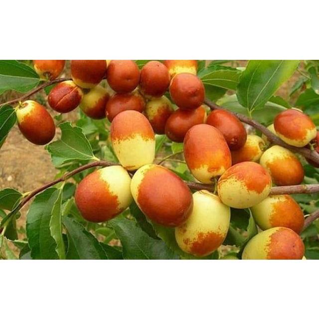 Cây Giống Hồng Táo tặng 2 cây chè xanh