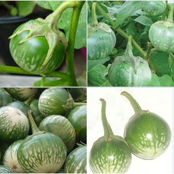 Combo 4 gói hạt giống cà