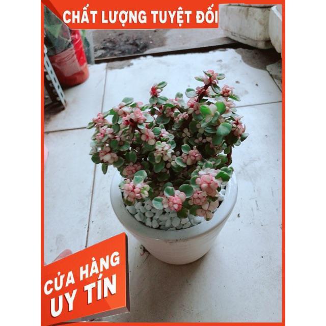 Chậu Sen Đô La