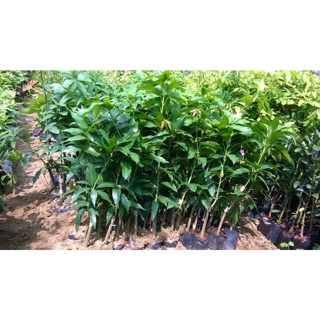 CÂY GIỐNG XOÀI KEO CAMPUCHIA CÂY GHÉP