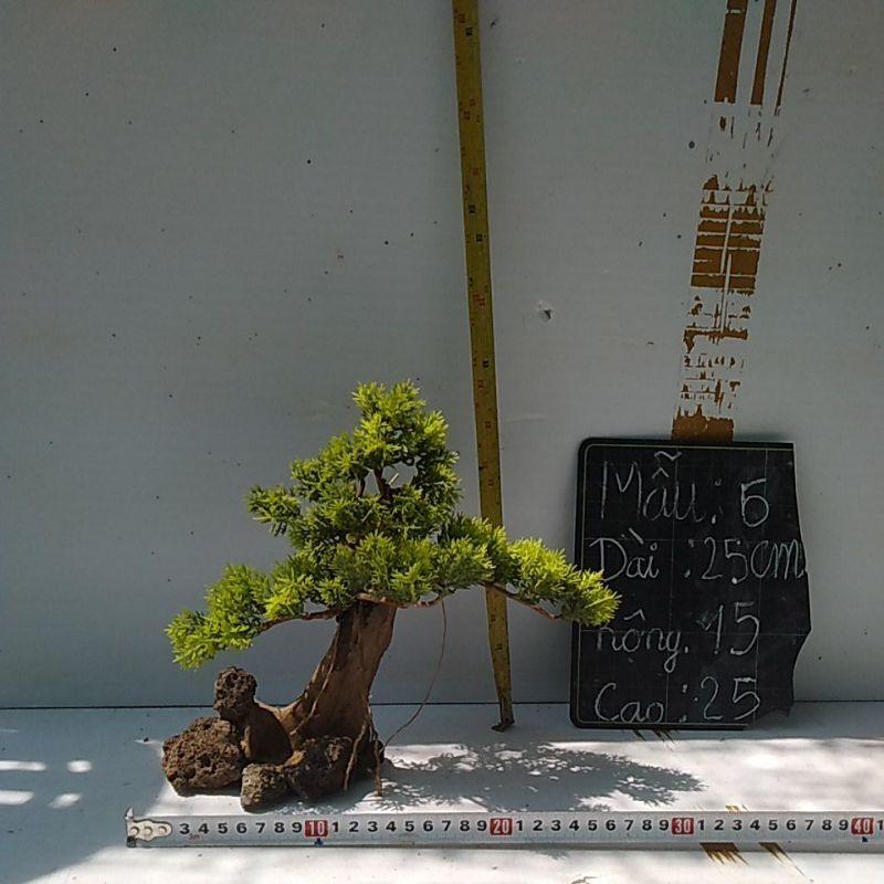 Bónai bể cá cảnh- bonsai hồ thủy sinh