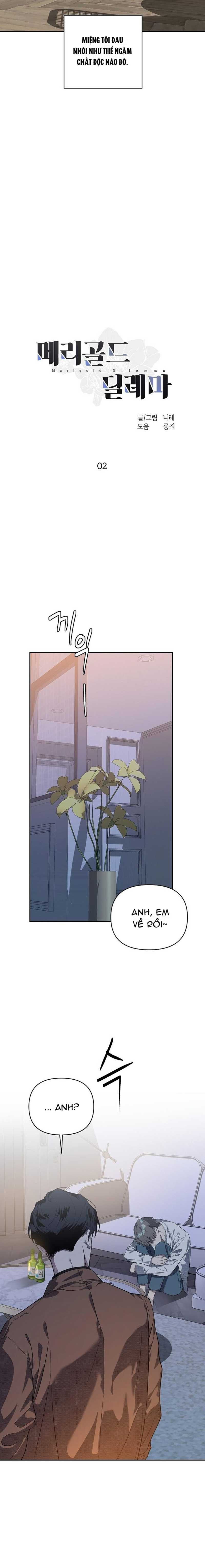 marigold dilemma chapter 2 10