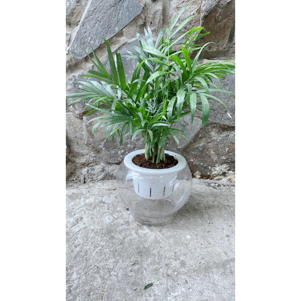 Chậu Cây Cau Tiểu Trâm Thuỷ Canh