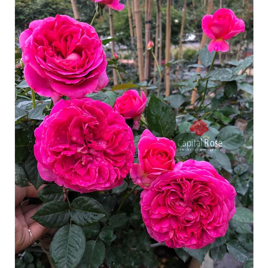 Hoa hồng ngoại bụi Lafont Rose siêu thơm cây to sum