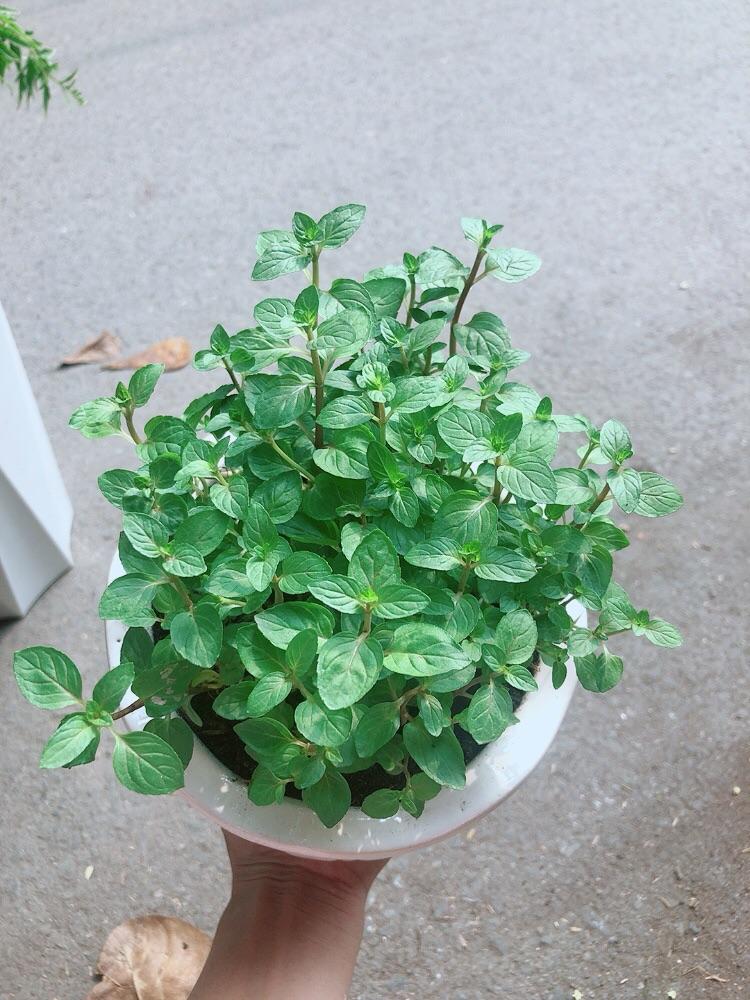 Chậu Cây Bạc Hà